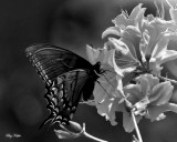Swallowtail on Flame Azalea