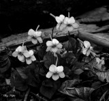 Long Spurred Violet - Viola rostrata