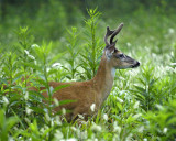 Velvet Buck in Foxtail