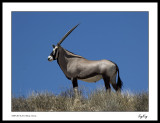 Gemsbok