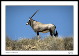 Gemsbok