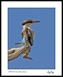 King Fisher 3