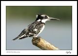 Striped King Fisher 4
