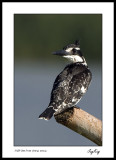 Striped King Fisher 5