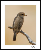 Dusky Flycatcher