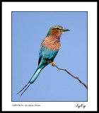 Lilac Breasted Roller 4