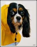 Modeling a Designer Raincoat at Flawless Paws