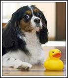 Time to Relax with Yellow Duckie