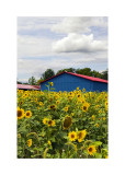 Sunflowers in Wine Country