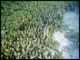 Long-beaked coralfish