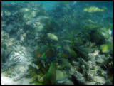 Parrotfish swarm