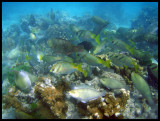 Rabbitfish & parrotfish swarm