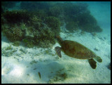 green turtle in the shallows