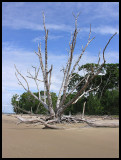 Dead tree at George Point