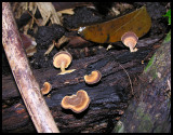 Microporus sp.