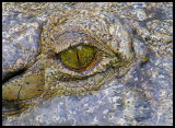 Estuarine crocodile 2