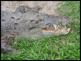 Estuarine crocodile 1