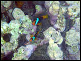 Tomato anemonefish 1