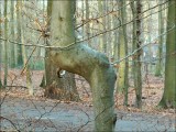 Arbre remarquable - Forêt de Soignes.