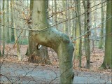 Arbre remarquable - Fort de Soignes.