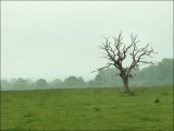 Un arbre mort perdu quelque part sur le RAVeL 2.