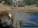 Bobblegum keeping C J  out of mud water hole . He hopes  !!!