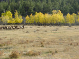 Elk in Rocky Mountain National Park.