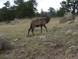 This Bull is bugling for cows as its mating season !!!!