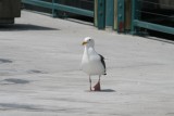 Mr gull out for a walk !!!