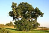 Autumn Oak in Blenheim Estate