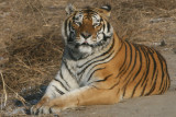 Tigers