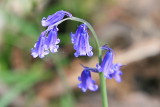 Bluebells in Sapperton woods