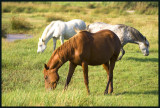 Le Teich - Parc Naturel Rgional