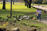 Feeding ducks, Riley Park, Greenfield, Indiana