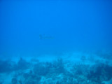 new dive camera 077sm.jpg