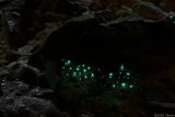 Glow worms - Arachnocampa flava