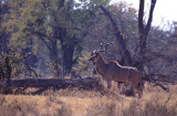 268-KUDU.jpg