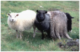 RG661-moutons.jpg
