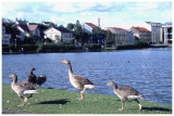 RG844-reykjavik-oies.jpg