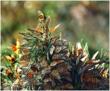 Monarch Butterfly cluster at the Pismo Beach butterfly grove