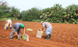 Planting lettuce, Watsons farm2