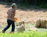 Pulling carrots, Lopes farm2