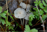 Mealy Cap Amanita.JPG