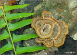 Turkey Tail Polypore.JPG