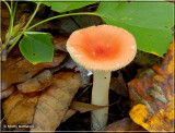 Russula-6.JPG