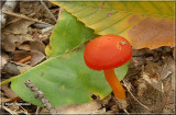 Scarlett Waxcap-2.JPG