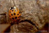 Ladybug 1.JPG