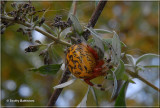 Araneus marmoreus-2.JPG