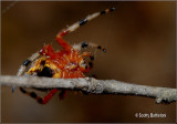 Araneus marmoreus-4.JPG