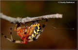 Araneus marmoreus-5.JPG